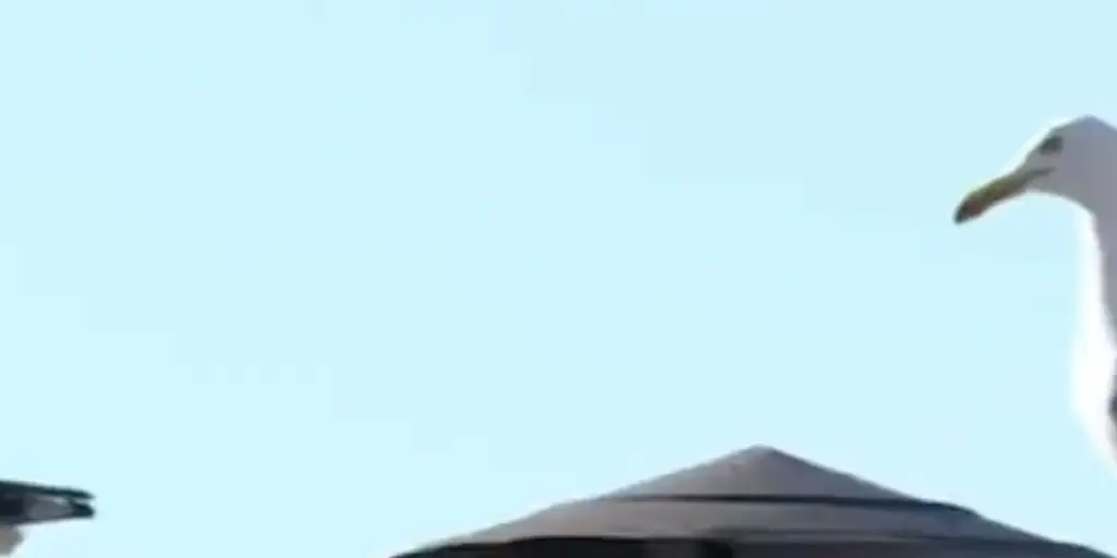 Social media becomes obsessed with seagull amid pope elections