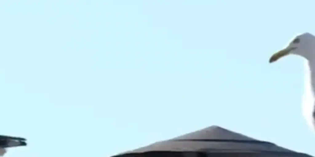 Social media becomes obsessed with seagull amid pope elections