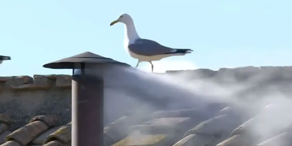 Social media becomes obsessed with seagull amid pope elections