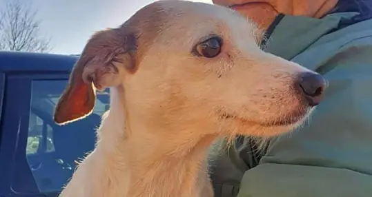 Stranded dog saved from rising tide after rescuers attached a sausage to drone