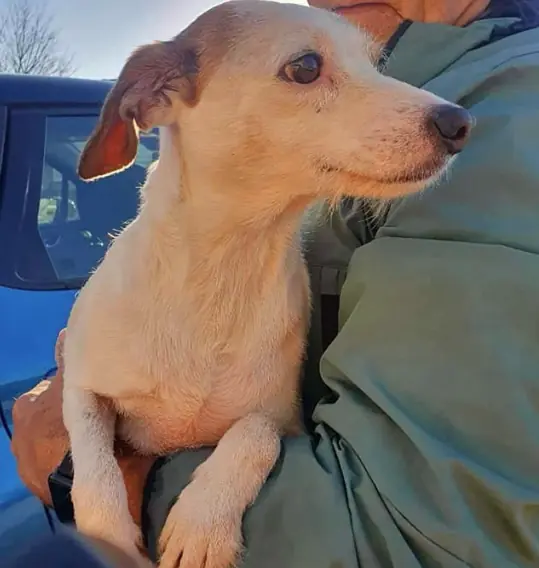 Stranded dog saved from rising tide after rescuers attached a sausage to drone