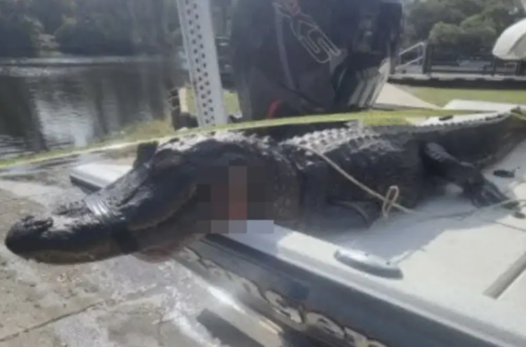 Alligator 'nearly severs woman’s arm' in attack on 20 kayakers as man fights it off by poking animal in eyes