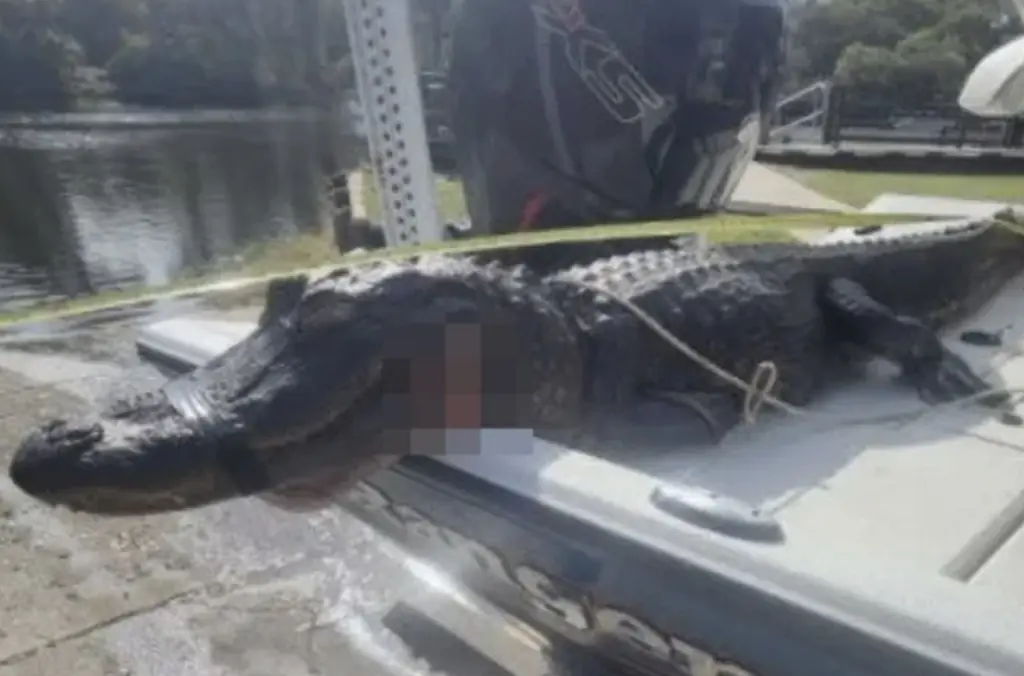 Alligator 'nearly severs woman’s arm' in attack on 20 kayakers as man fights it off by poking animal in eyes