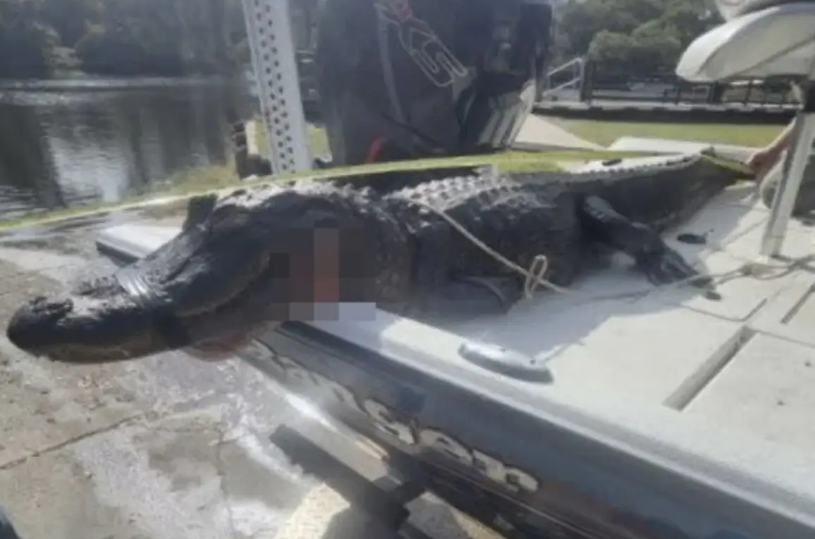 Alligator 'nearly severs woman’s arm' in attack on 20 kayakers as man fights it off by poking animal in eyes