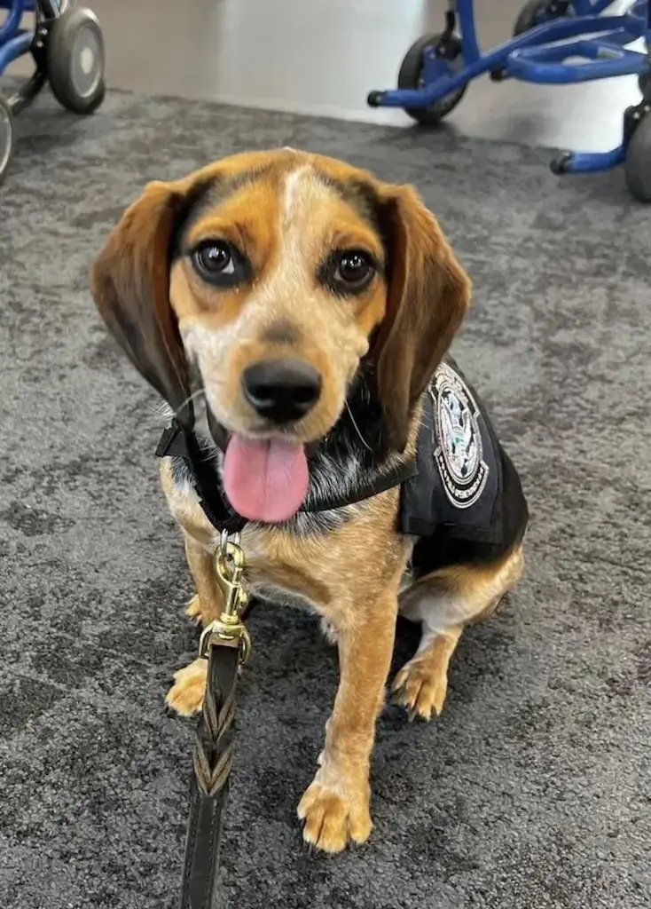 Freddie works with the CBD at Washington Dulles International Airport. Credit: CBP Office of Field Operations