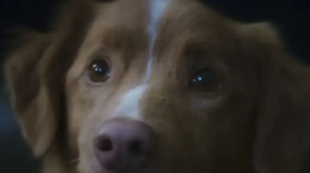 Google searches skyrocket for 'does the dog die in Good Boy?' after trailer release