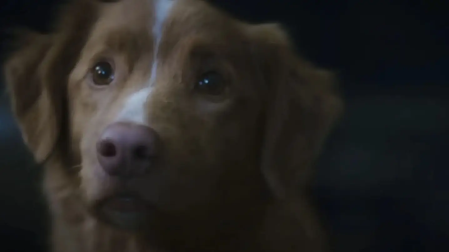 Google searches skyrocket for 'does the dog die in Good Boy?' after trailer release