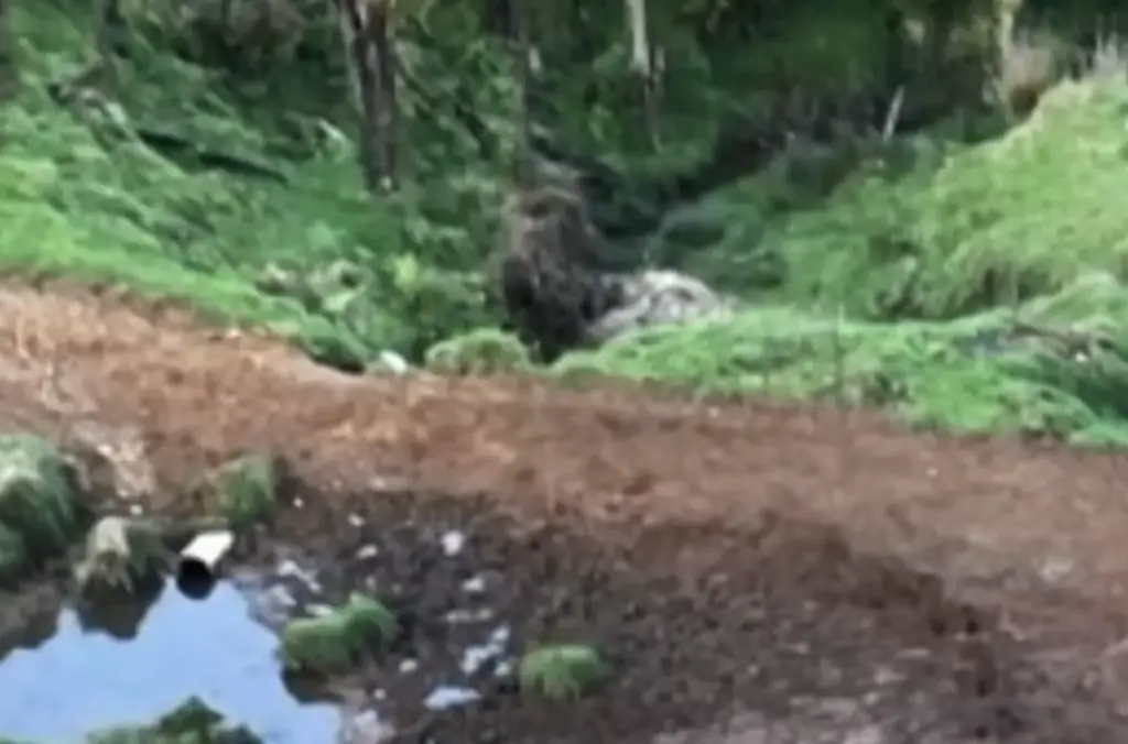 Mom speaks out as dad who lived on run in wilderness for 4 years is shot dead and kids are found