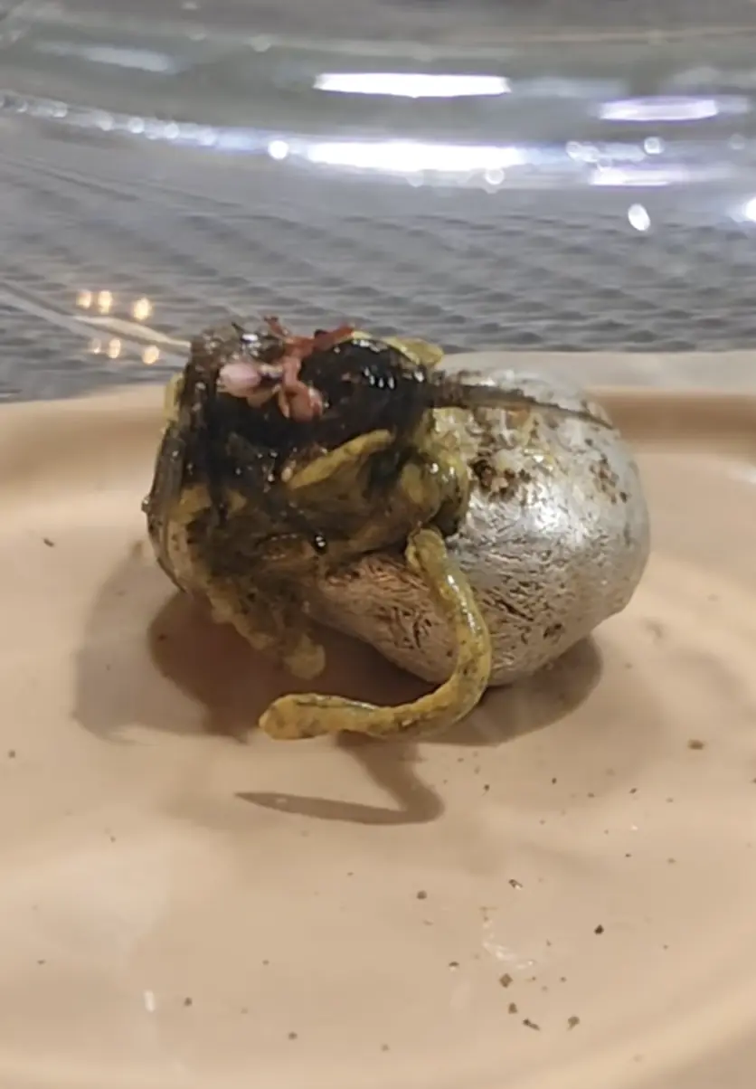 Some have suggested it could be a prop animated with wires or even a painted potato. Credit: @kinpanama / TikTok