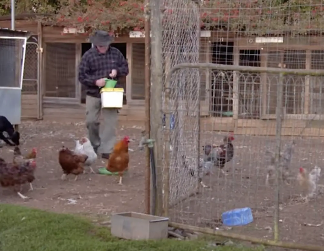 Wilson's chickens cost thousands of dollars, with people traveling from far to buy them. Credit: ABC Australia