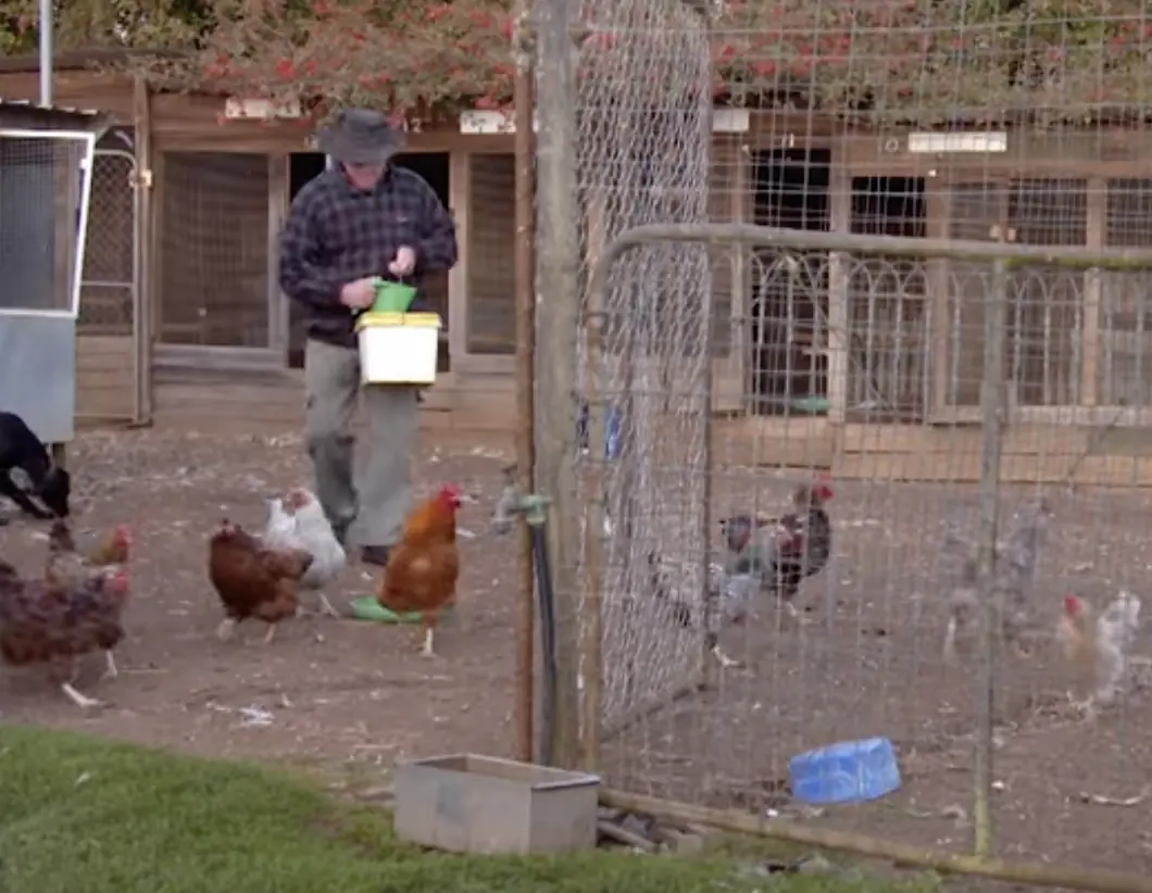 Wilson's chickens cost thousands of dollars, with people traveling from far to buy them. Credit: ABC Australia