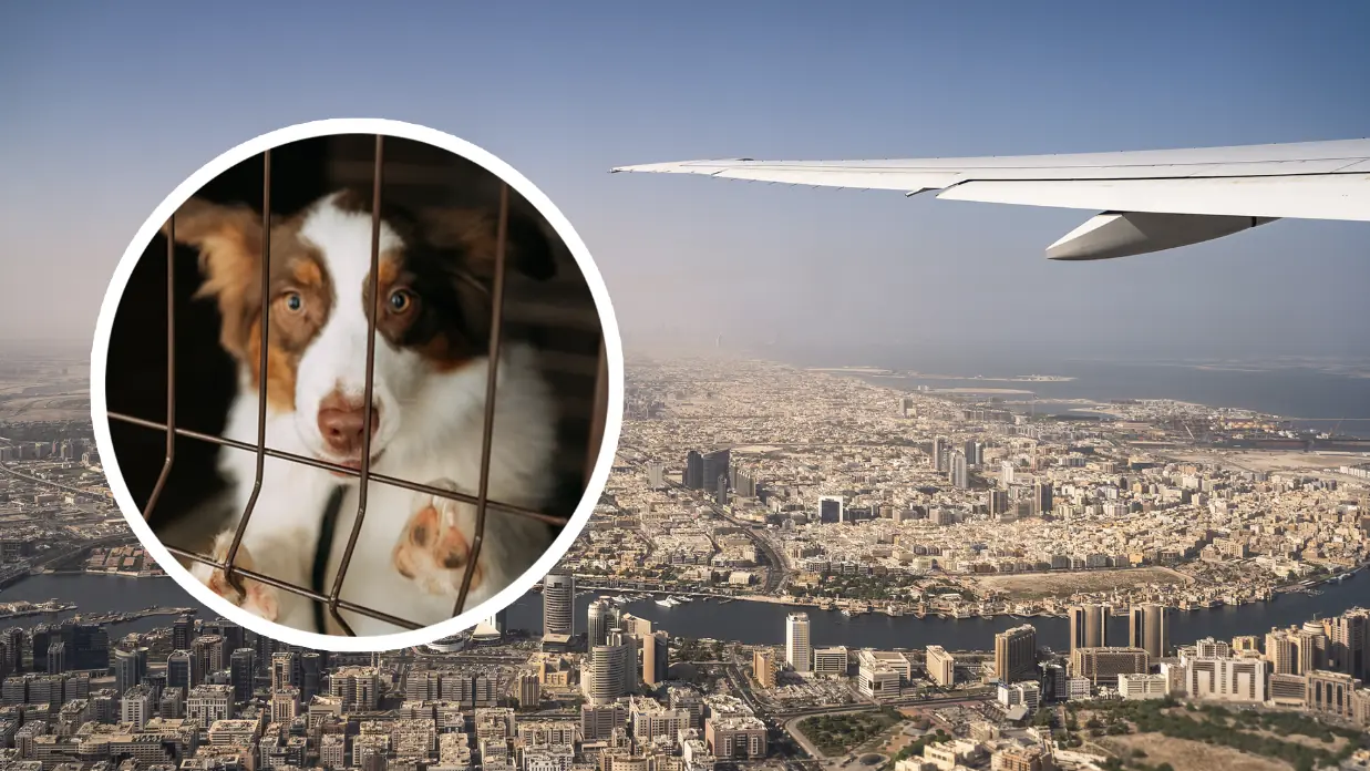 Screenshot 2026-03-09 at 15.11.01.png