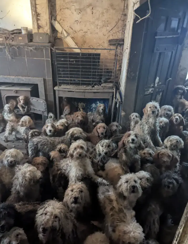 250 dogs found living in one house. Credit: RSPCA