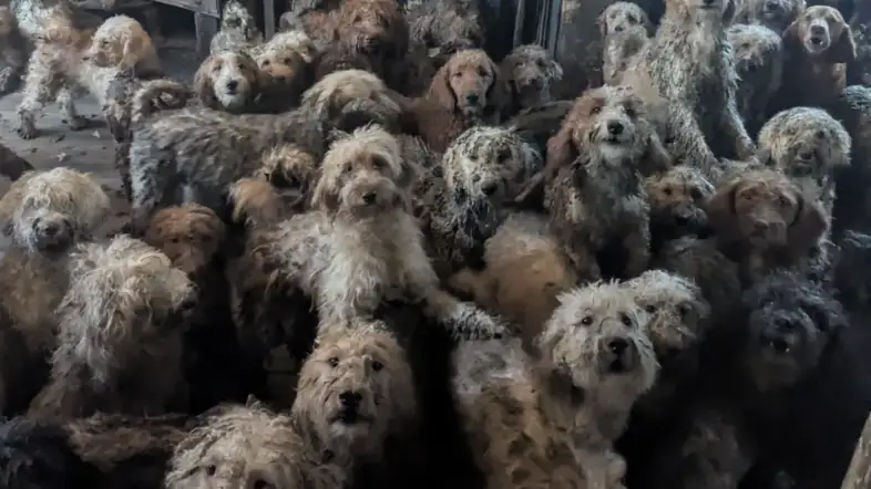 250 dogs