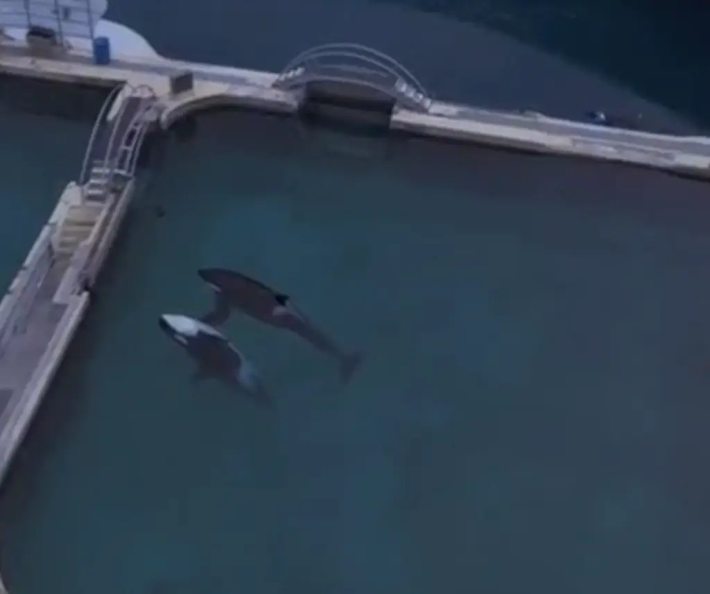The orcas have been abandoned in the now-closed marine park. Credit: Instagram/Seph Lawless