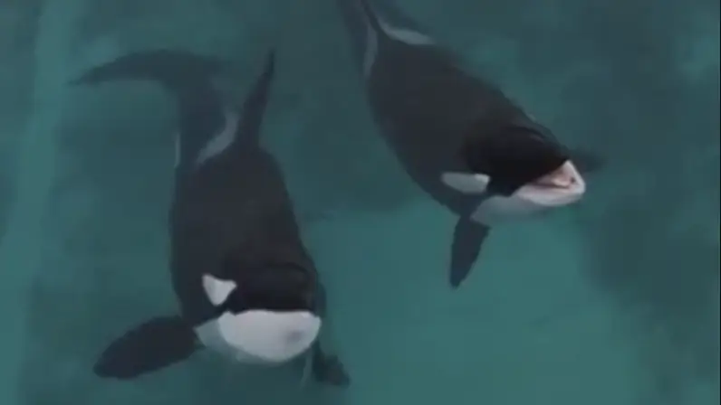 An update has been given on the orcas. Credit: Instagram/Seph Lawless