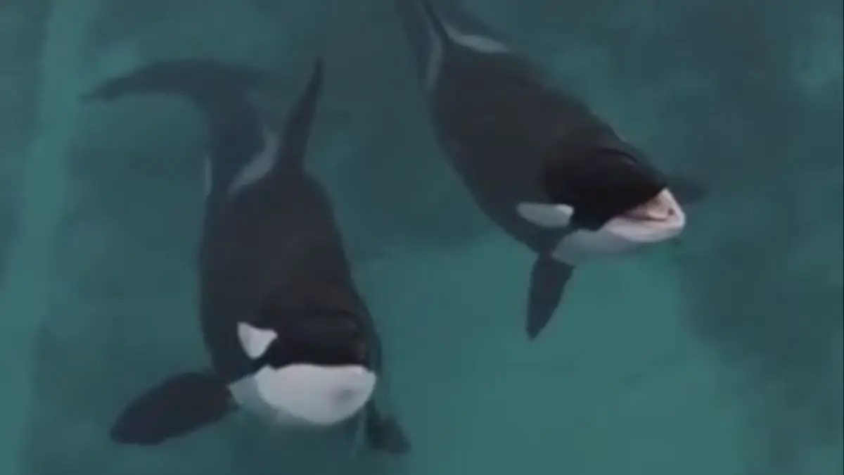 Update on two orcas 'left for dead' in abandoned marine park after '16 ...