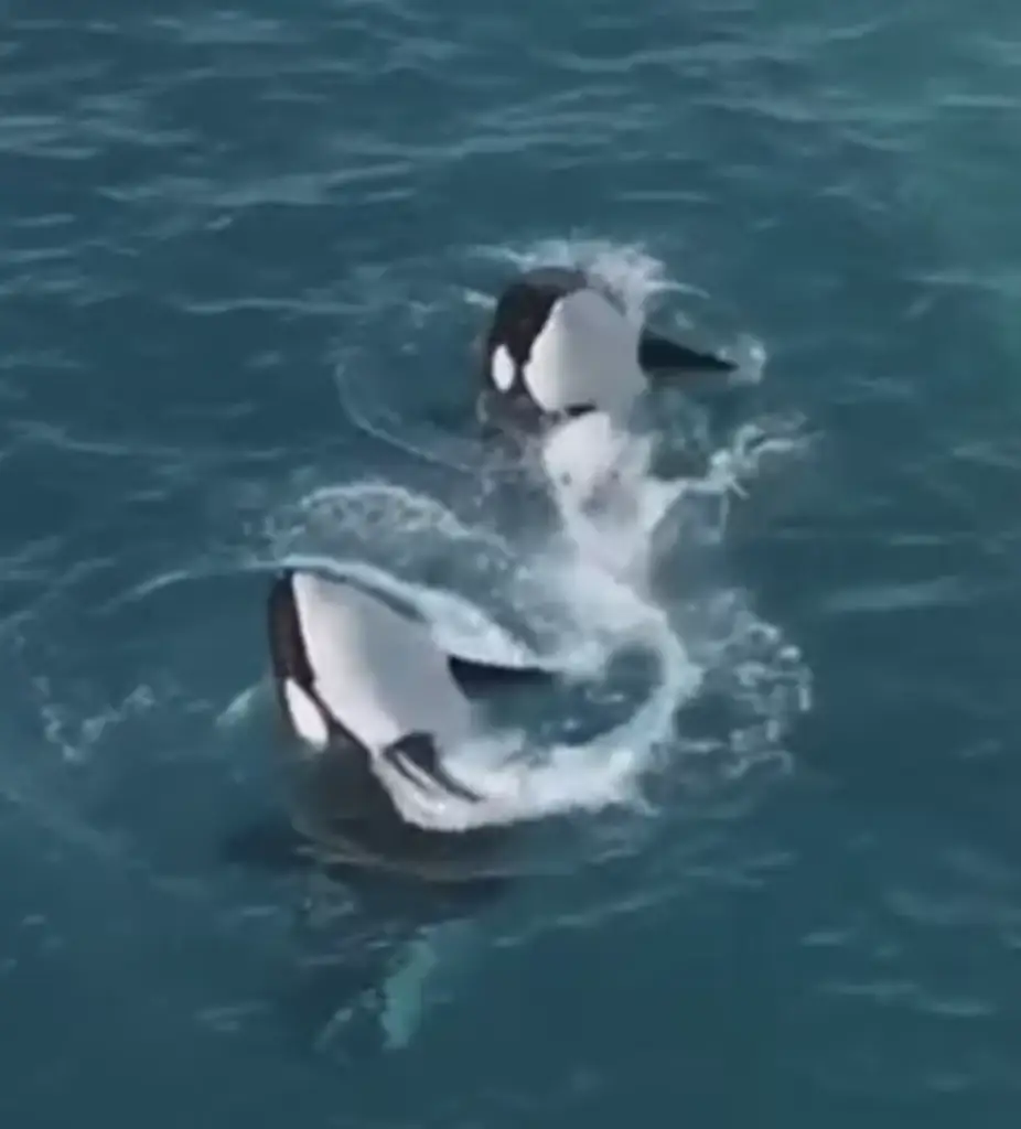The orcas could soon have a new home. Credit: Instagram/Seph Lawless