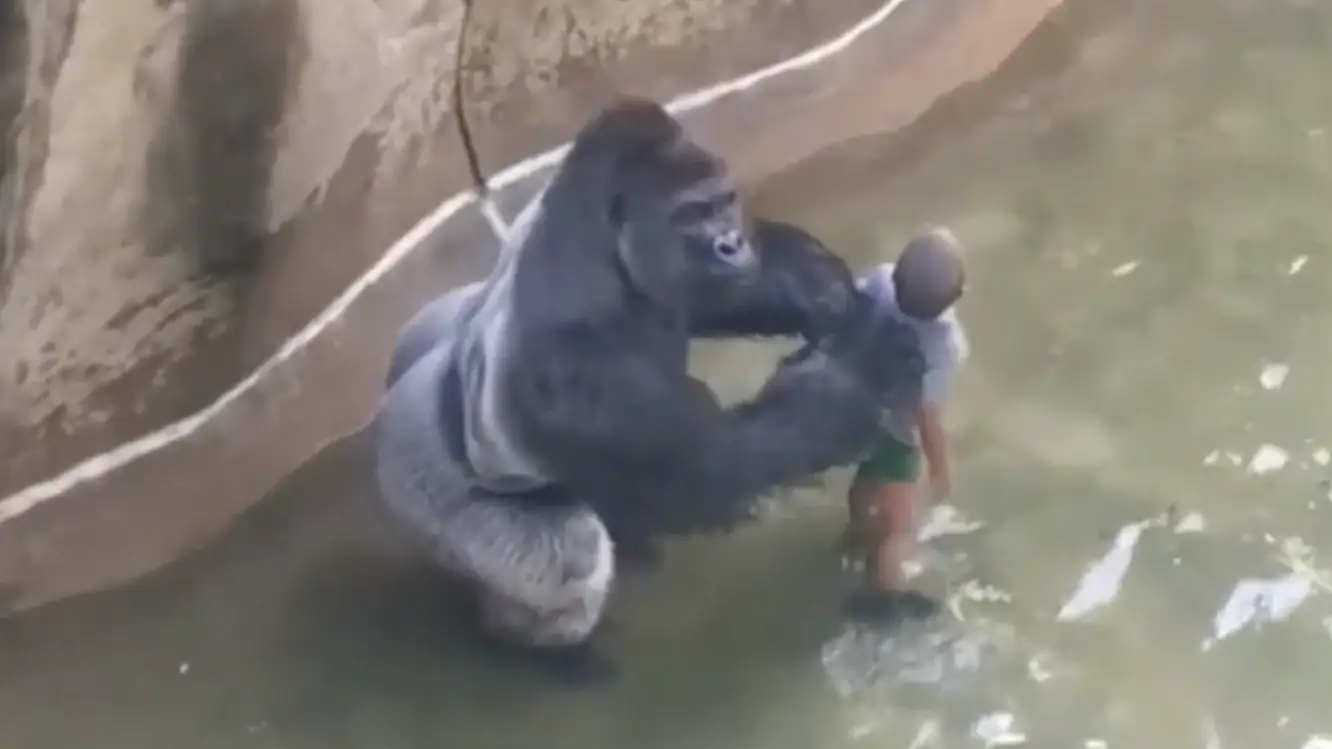 The gorilla was seen dragging the toddler around in the water. Credit: YouTube/ Harambe Movie