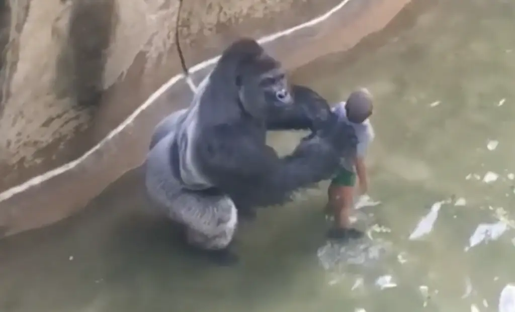 The gorilla was seen dragging the toddler around in the water. Credit: YouTube/ Harambe Movie