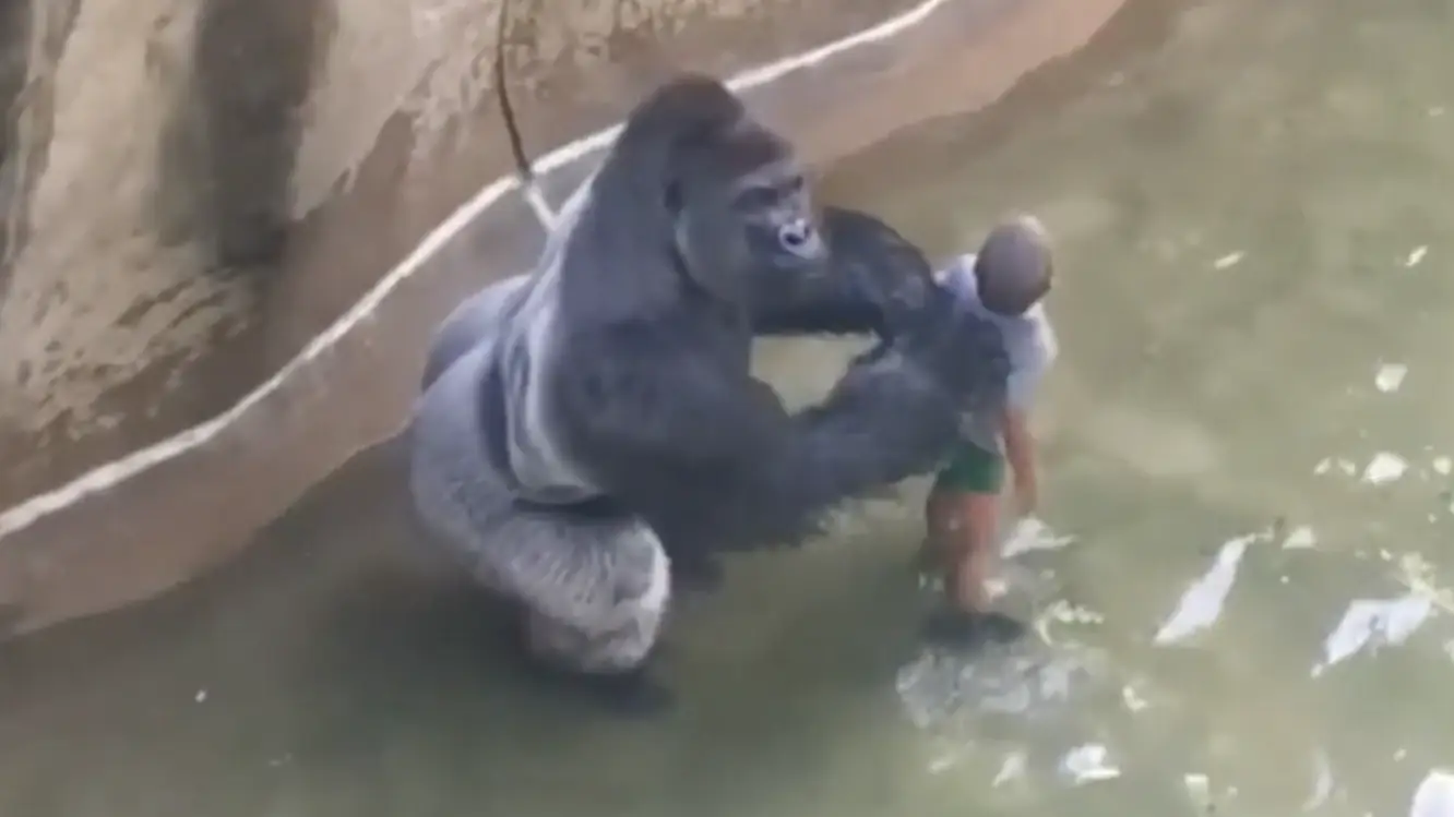 The gorilla was seen dragging the toddler around in the water. Credit: YouTube/ Harambe Movie