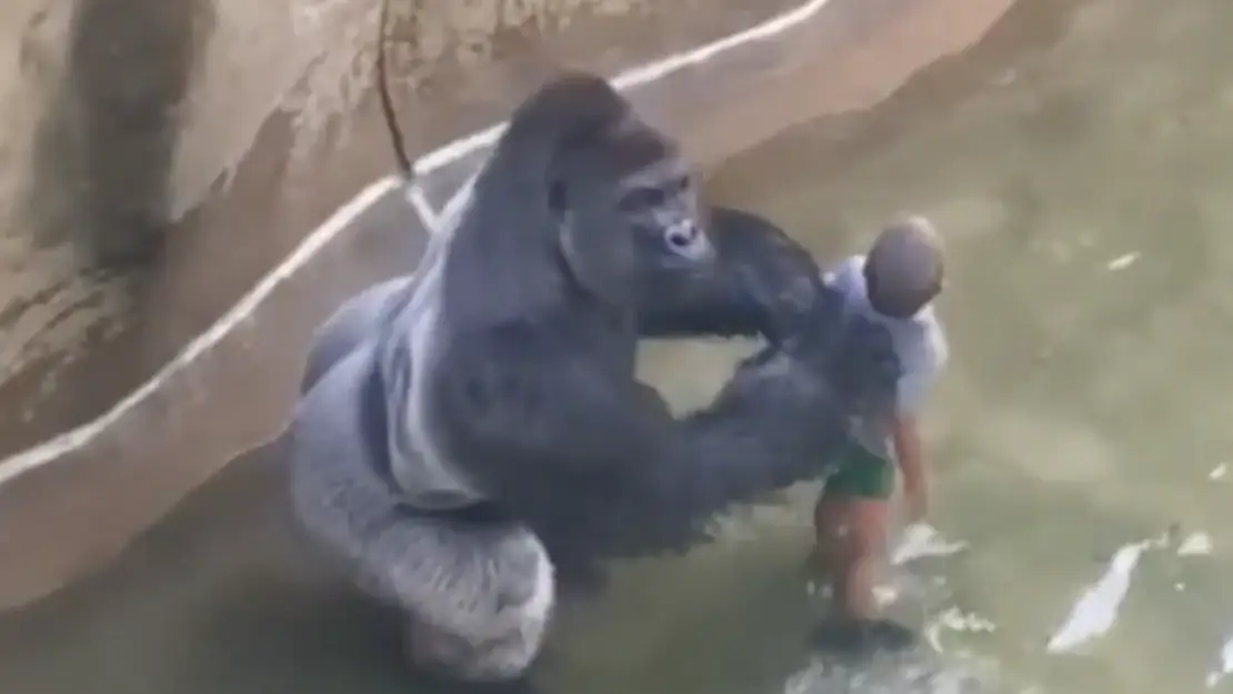 The gorilla was seen dragging the toddler around in the water. Credit: YouTube/ Harambe Movie