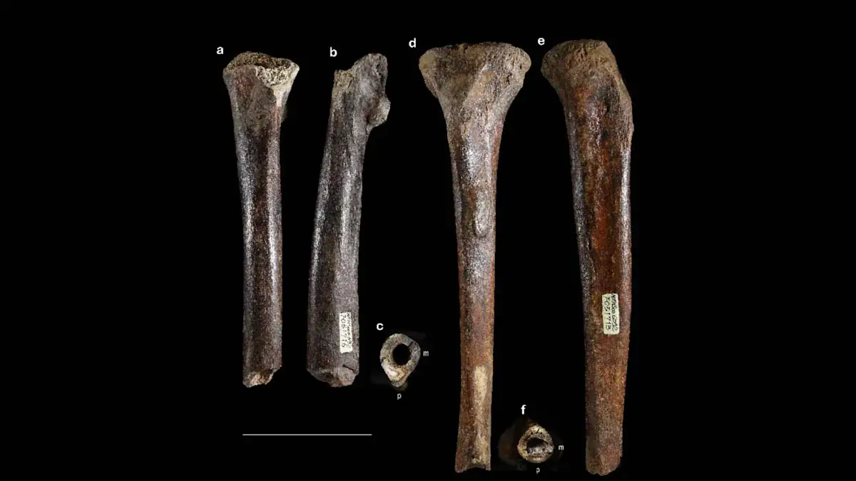 The bones were found in the sea near Taiwan. Credit: University of Tokyo