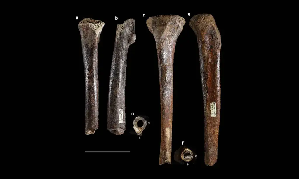 The bones were found in the sea near Taiwan. Credit: University of Tokyo