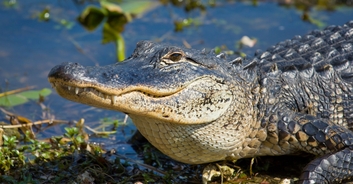 Woman who went missing this week is found inside jaws of alligator who was still eating her