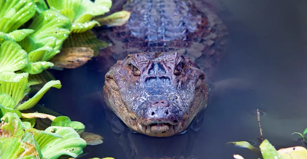 Video released showing heartbreaking moments after 14ft alligator ate Florida woman