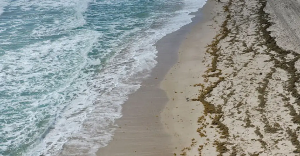 Man scouring Florida beach for turtle nests accidentally finds $4 million of cocaine instead
