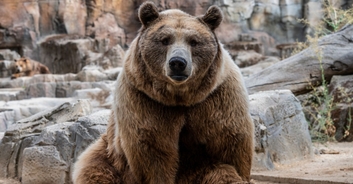 Tourist mauled after rolling down car window to take a selfie with a bear