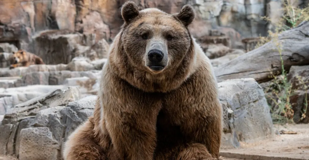 bear.jpg