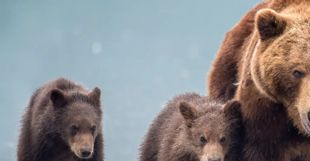 Teen gave horrifying running commentary on her own death in phone call as '3 bears ate her alive'