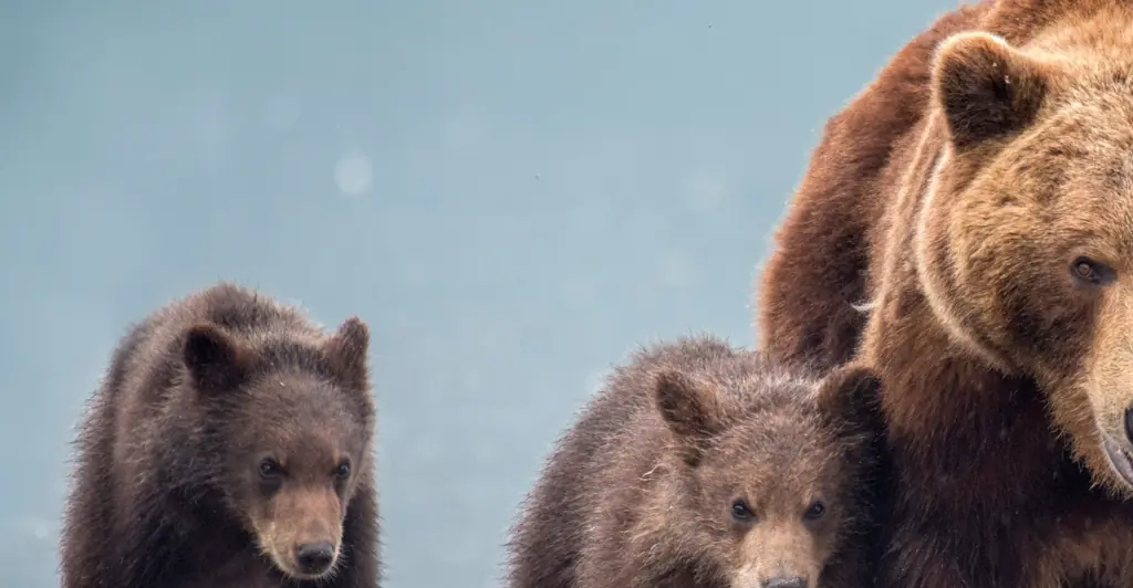 Teen gave horrifying running commentary on her own death in phone call as '3 bears ate her alive'