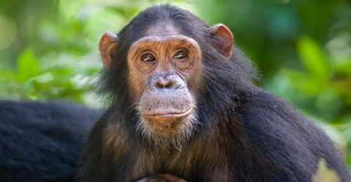 Woman survived after 'watching herself being eaten alive by chimpanzee'