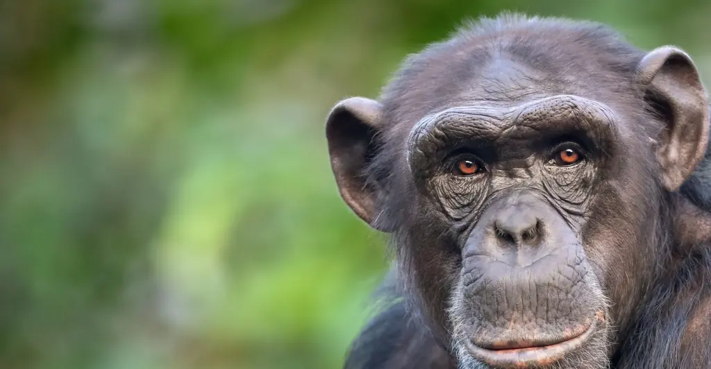 Famous tool-using chimp 'rips 8-month-old girl from her mother's arms and kills her' in gruesome attack