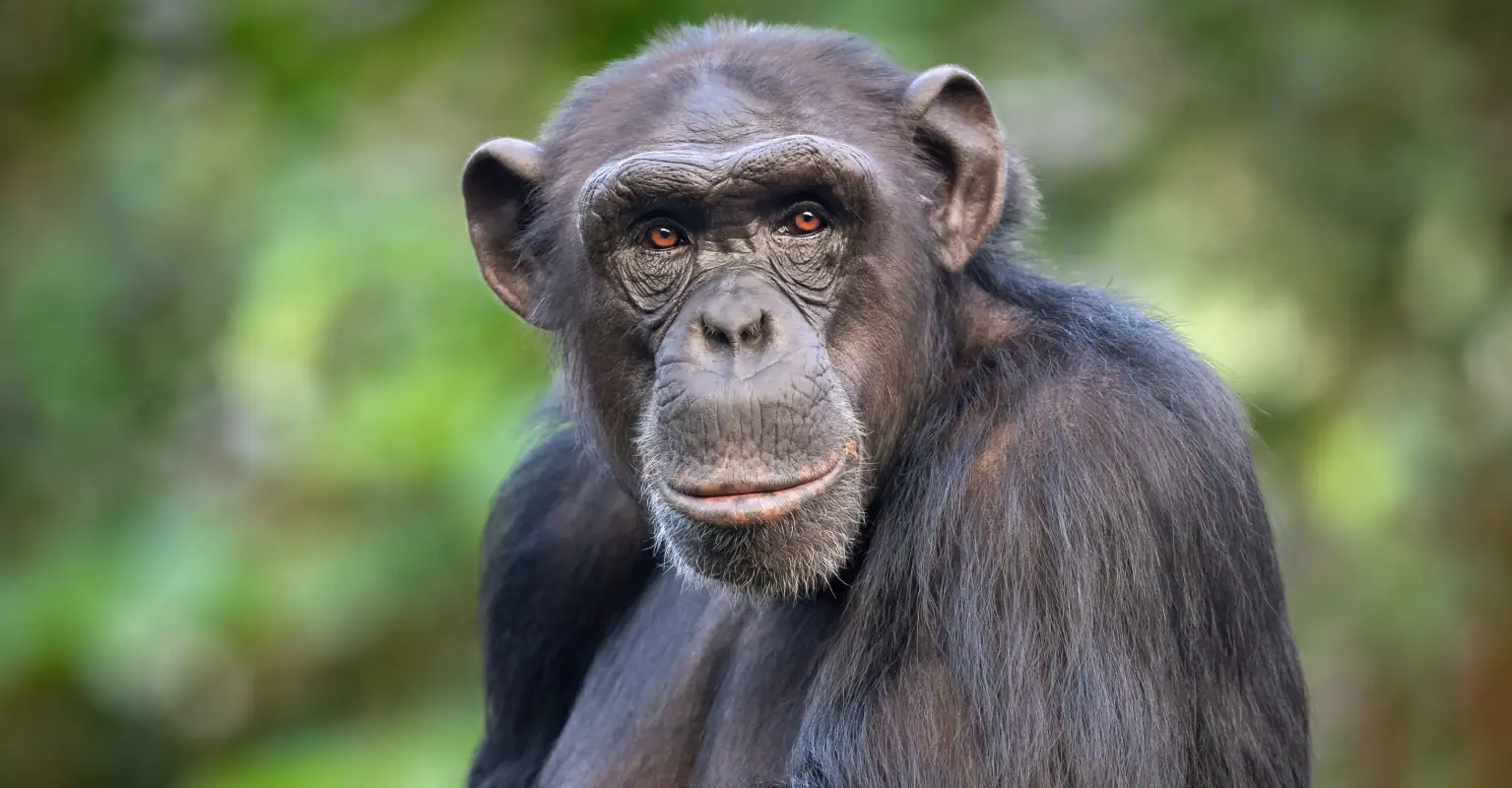 Woman who had transplant after face was ripped off by chimpanzee reveals what she looks like 16 years later