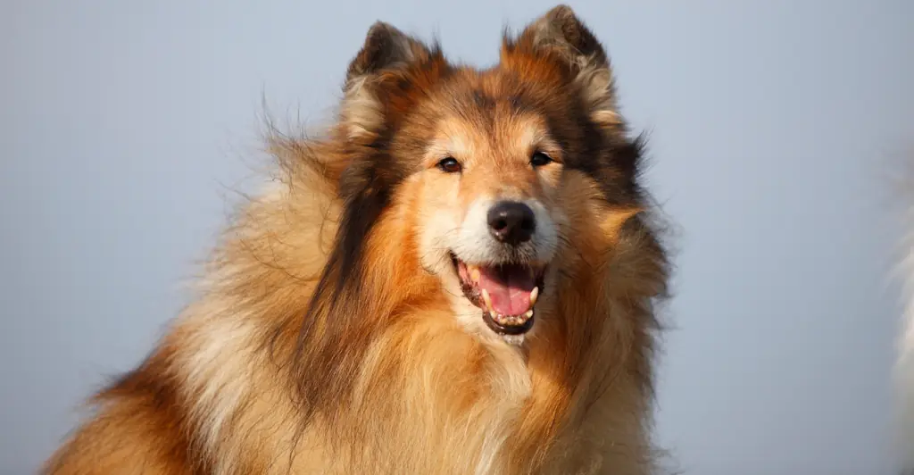 Man who spent $14,000 to 'become a dog' shares surprising new update