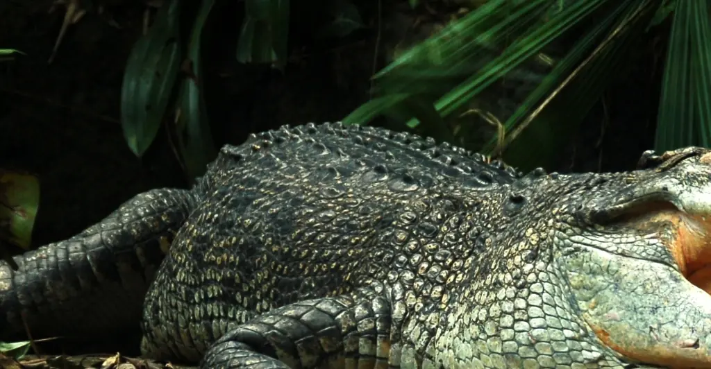 Remains of 12-year-old girl are found after she went missing following crocodile attack