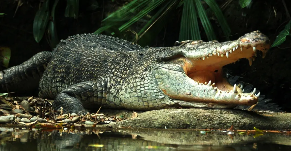 Remains of 12-year-old girl are found after she went missing following crocodile attack