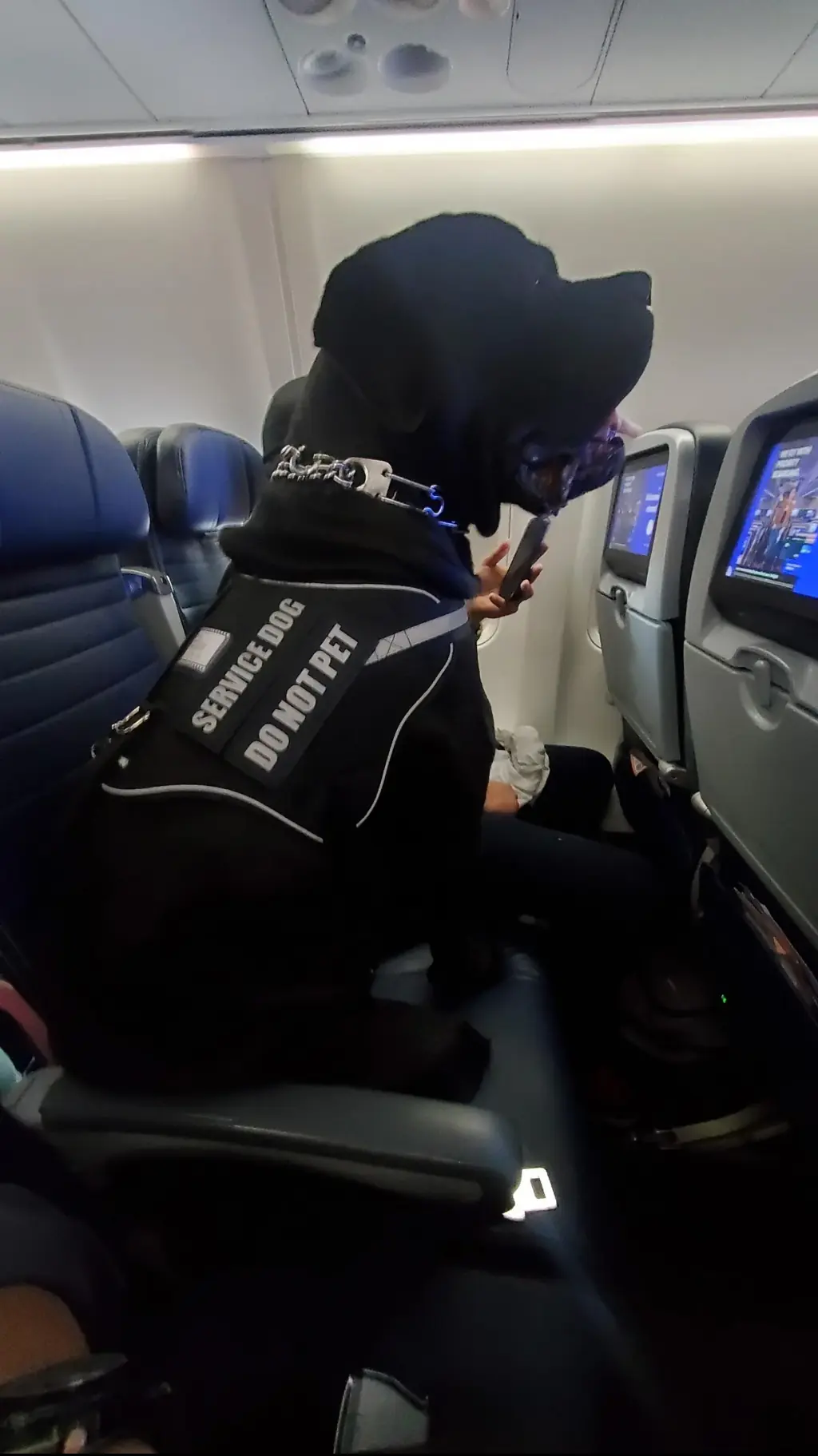 The passenger was displaced by the dog. Credit: Sparkling_Spritzer/Reddit