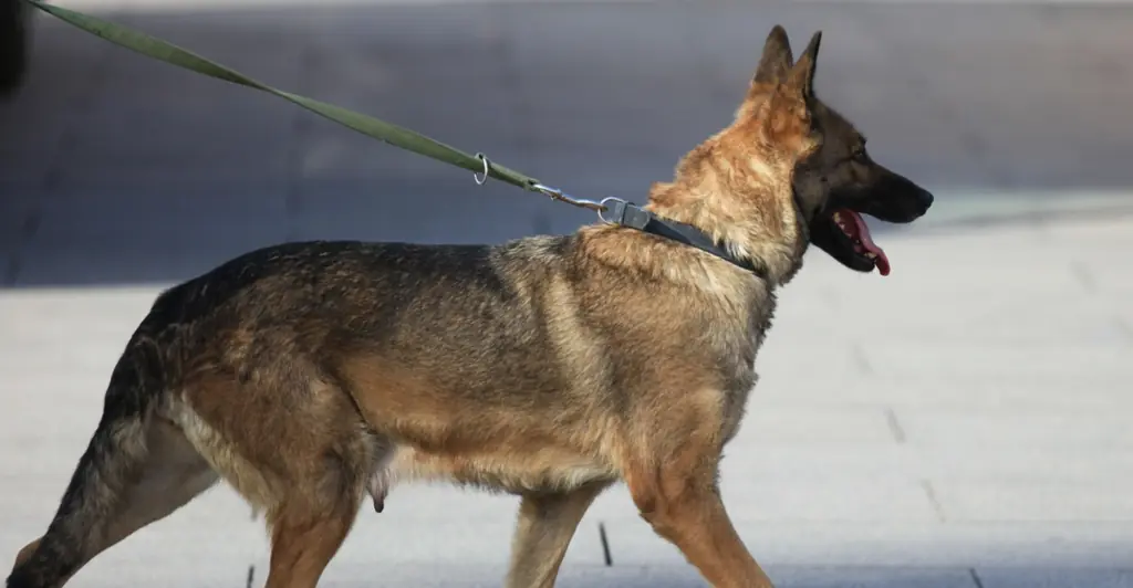 Specialist search dogs join hunt for missing teen Jay Slater