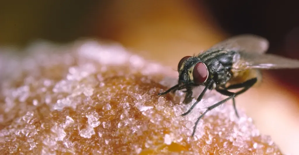 People left seriously disgusted by simulation showing what happens when a fly lands on your food