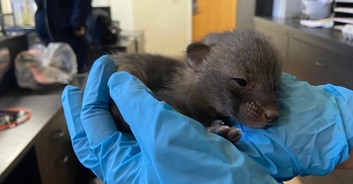 Animal shelter issues warning after abandoned 'kittens' brought in turn out to be something else