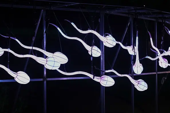 Sperm. Credit: Edward Berthelot/Getty Images