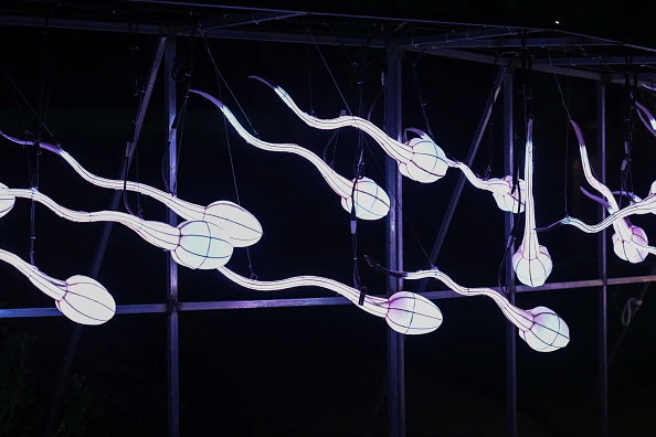 Sperm. Credit: Edward Berthelot/Getty Images