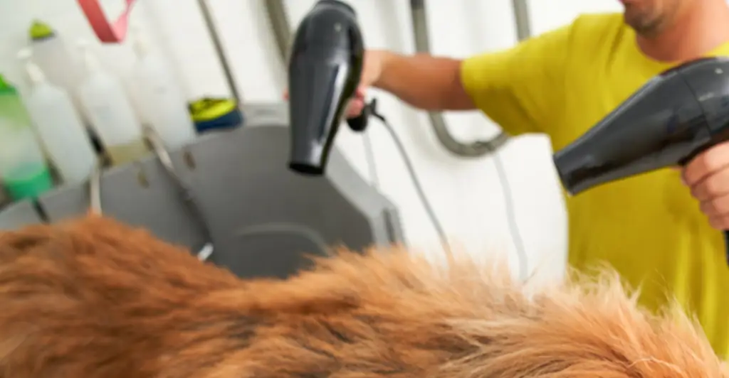Devastated Pet Owners Claim Groomer 'Fried' Their Dog's Brain After Overheating Her With Blow Dryer: Lawsuit