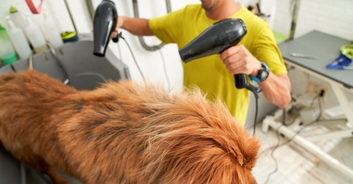 Devastated Pet Owners Claim Groomer 'Fried' Their Dog's Brain After Overheating Her With Blow Dryer: Lawsuit