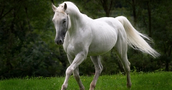 Four injured as 'blood-covered' horses stampede through London, sparking fears on social media